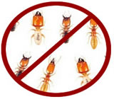 Descupinização em Araguaína